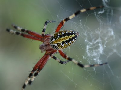 Araña Arana
