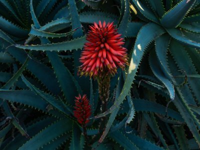 Bromelia Bromelia