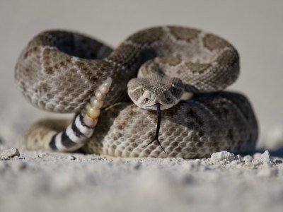 serpiente cascabel serpiente cascabel