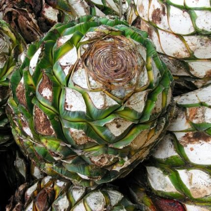 Agave- Tequila- 1 Woche Mexiko Rundreise